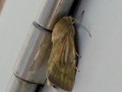 Heliocheilus paradoxus