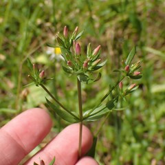 Centaurium erythraea