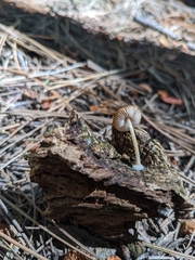 Rhodocybe