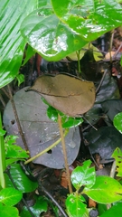 Kallima horsfieldii