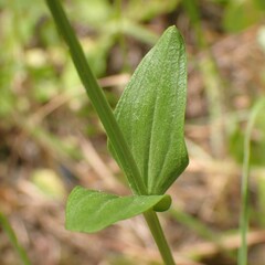 Centaurium erythraea