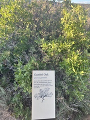 Quercus gambelii