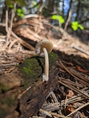 Rhodocybe