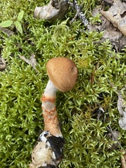 Cortinarius armillatus