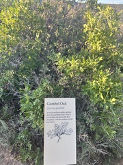 Quercus gambelii