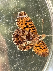 Boloria dia