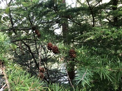Larix kaempferi