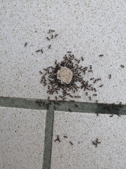 Tetramorium
