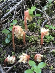 Monotropa hypopitys