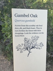 Quercus gambelii
