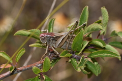 Platycleis albopunctata