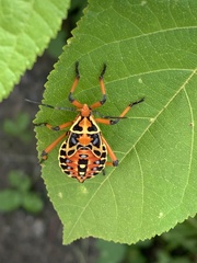 Pachylis nervosus