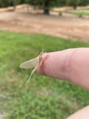 Insecta