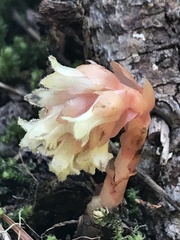 Monotropa hypopitys