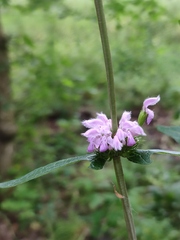 Phlomoides tuberosa