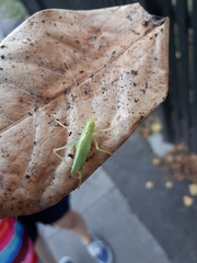 Meconema thalassinum