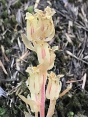 Monotropa hypopitys