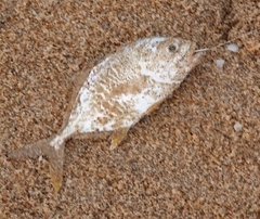 Caranginae