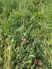 Lathyrus tuberosus