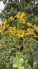 Silphium perfoliatum