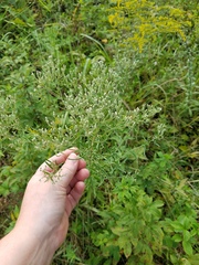 Eupatorium torreyanum