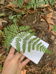 Dryopteris carthusiana