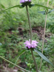 Phlomoides tuberosa