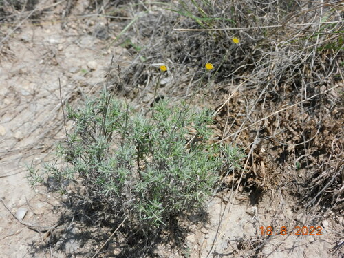 Image of Thymophylla setifolia by (c) Jonathan Rodriguez, some rights reserved (CC BY)