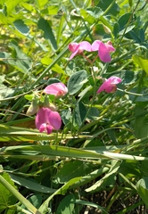 Lathyrus tuberosus