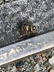 Phidippus audax