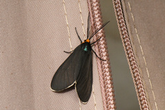 Ctenucha virginica