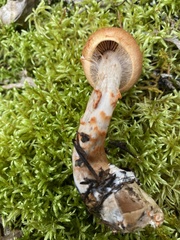Cortinarius armillatus