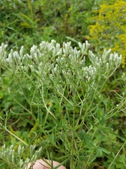 Eupatorium torreyanum