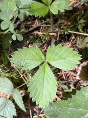 Fragaria