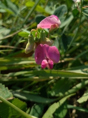Lathyrus tuberosus