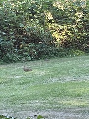 Sylvilagus floridanus