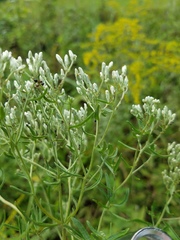 Eupatorium torreyanum