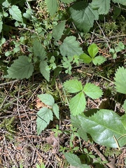 Fragaria