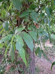 Celtis laevigata