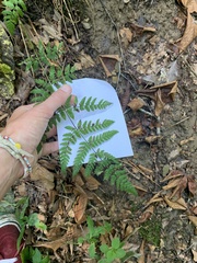 Dryopteris carthusiana