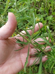 Eupatorium torreyanum