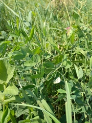 Lathyrus tuberosus