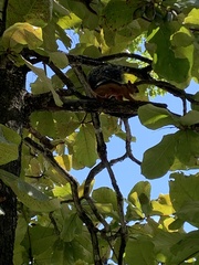 Sciurus variegatoides