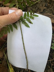 Dryopteris carthusiana