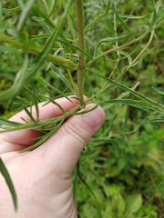 Eupatorium torreyanum