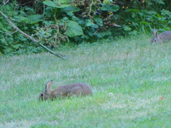 Sylvilagus floridanus