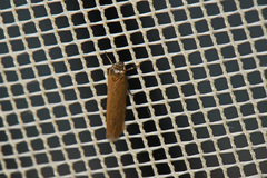 Holcocera immaculella