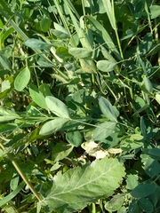 Lathyrus tuberosus
