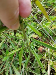 Eupatorium torreyanum