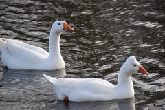 Anser anser domesticus